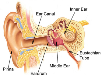 Eustachian tube dysfunction — Chelsea and Westminster Hospital NHS  Foundation Trust