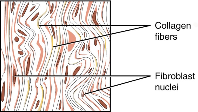 Fibrous Connective Tissue