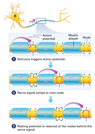 Figure 28-6