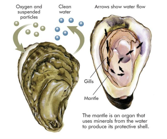 Filter feeding | Shanice