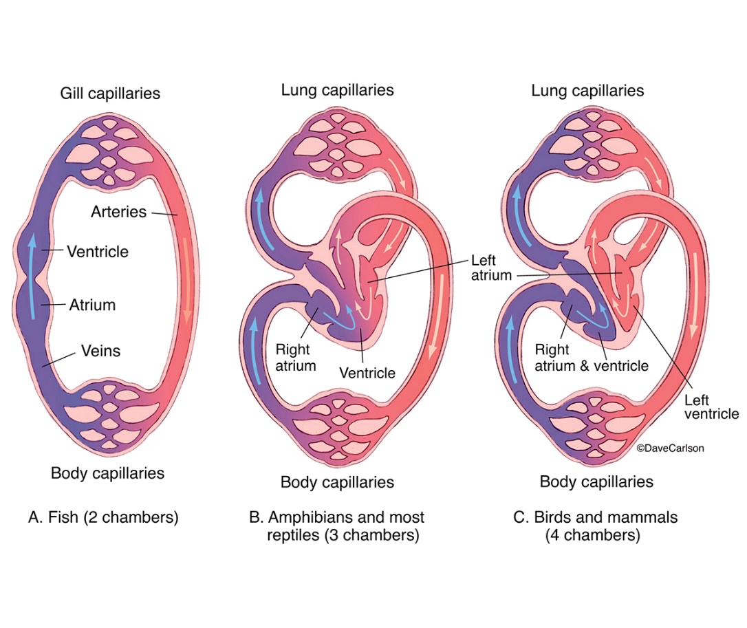Generalized Vertebrate Cardiovascular Circulation | Carlson Stock Art