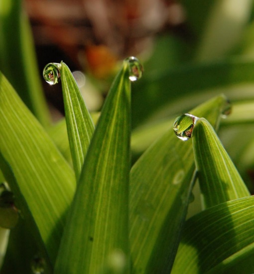 Guttation, an amazing secret plants use to communicate &amp; cope with stress