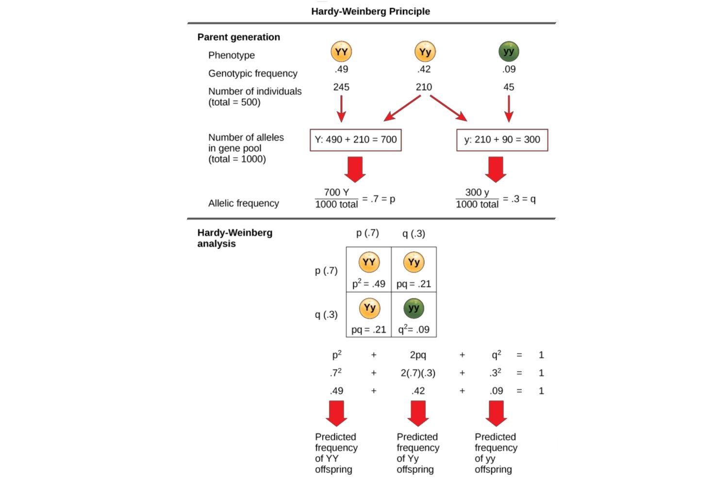 Hardy-Weinberg Equilibrium: Definition
