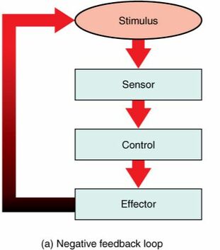 Homeostasis - Physio - SCIENTIST CINDY