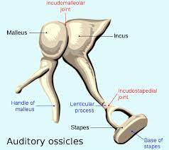 Huang_ASHNR 2018 Middle Ear Handout.pptx