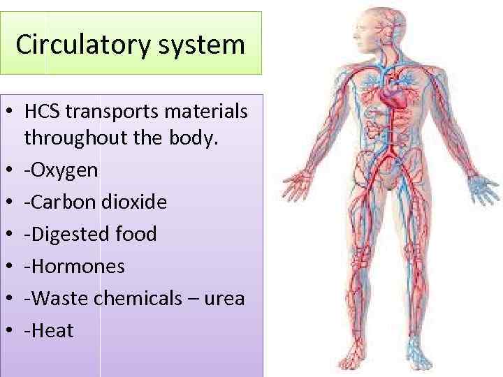 Human Circulatory system HCS Heart and blood