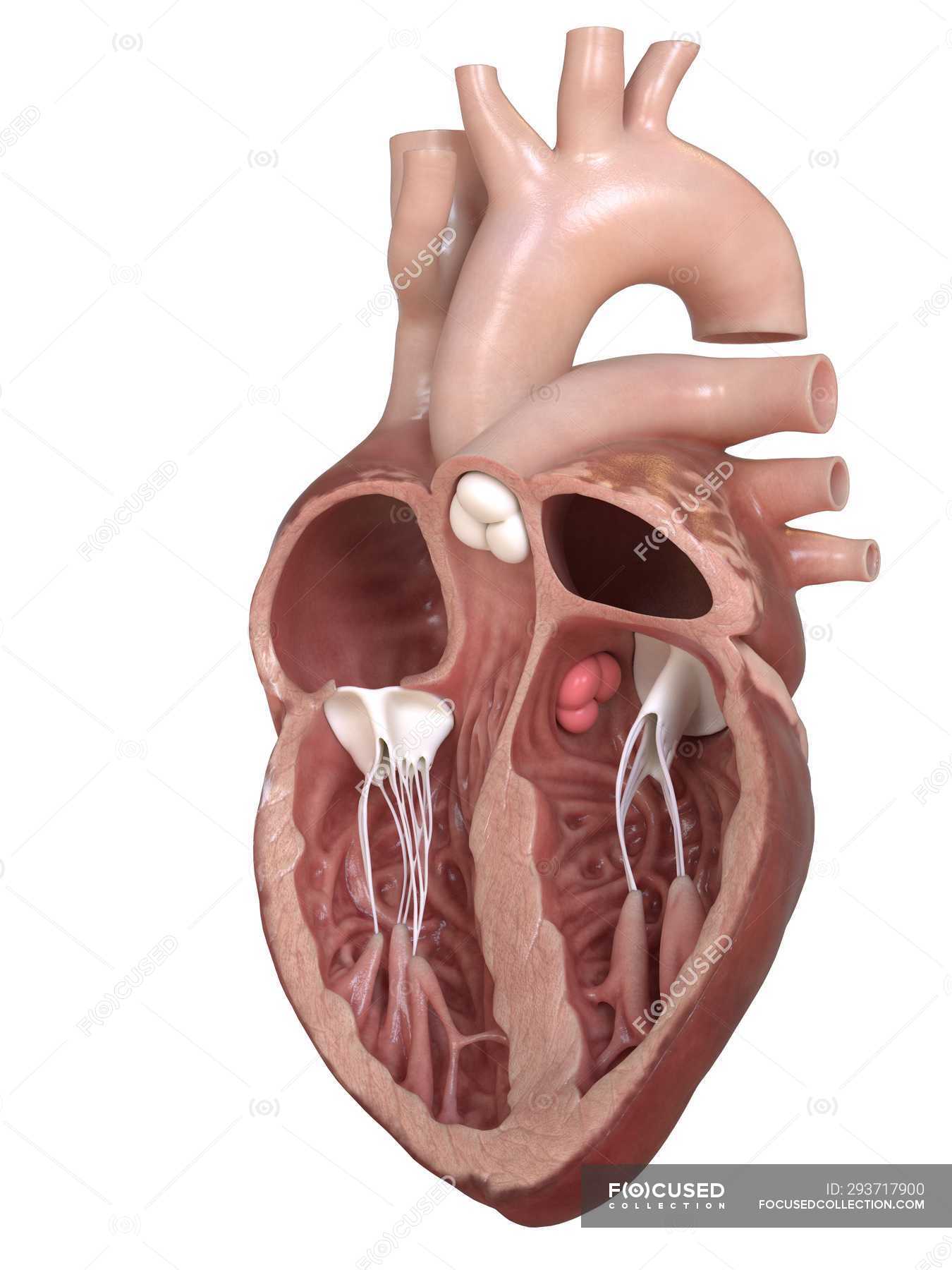 Human heart anatomy showing valves, cross section illustration. — 3d, aortic valve - Stock Photo | #293717900