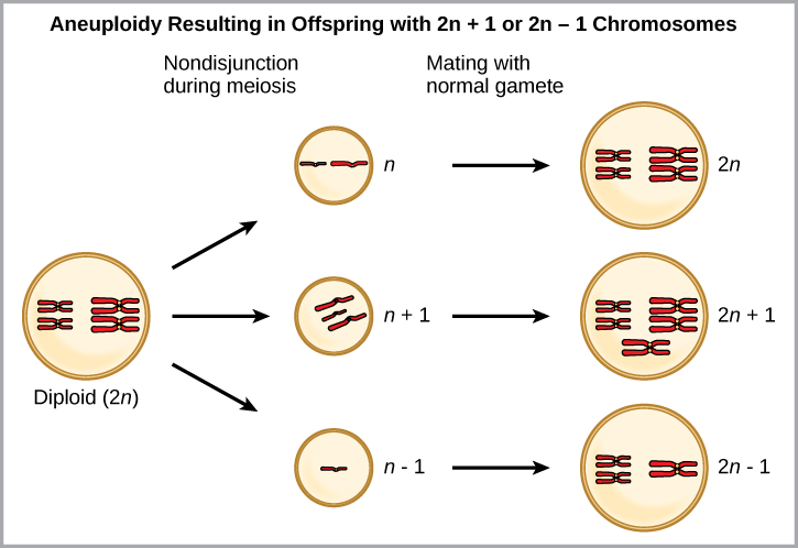 Image result for 2n-1 genetics