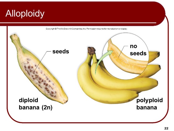 Image result for 3n banana and 2n banana