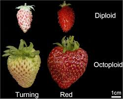 Image result for 8n strawberry genetics different