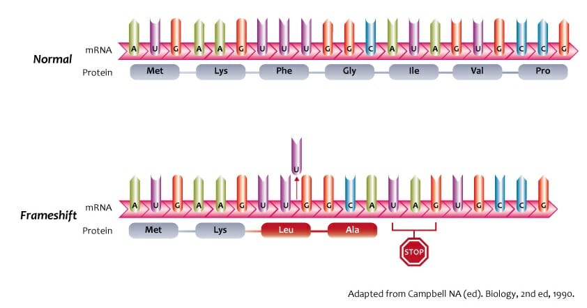Image result for frameshift gene mutations