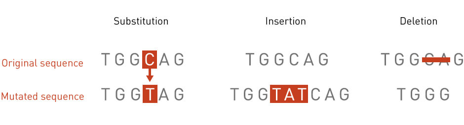 Image result for gene mutations types