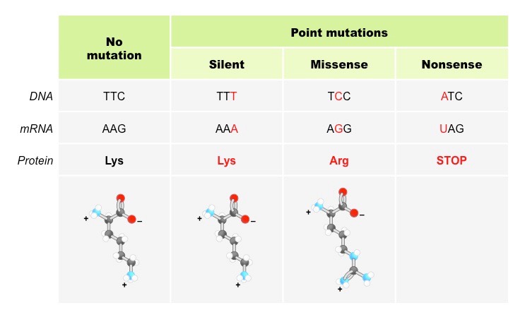 Image result for gene mutations types