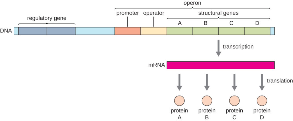 Image result for gene  of prokaryotes
