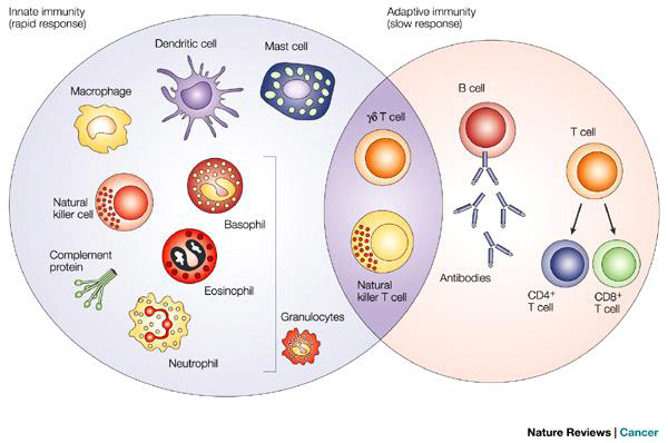 Innate and Adaptive Immunity - American Society for Radiation Oncology (ASTRO) - American Society for Radiation Oncology (ASTRO)
