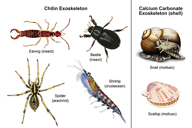 Internal endoskeleton and external exoskeleton