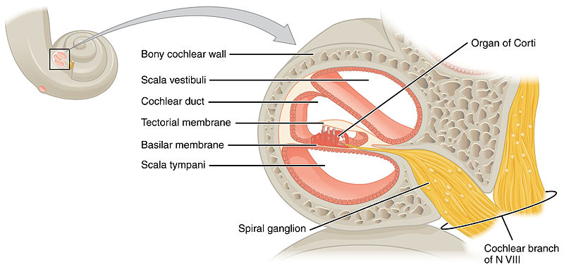 Know Your Brain: Cochlea — Neuroscientifically Challenged