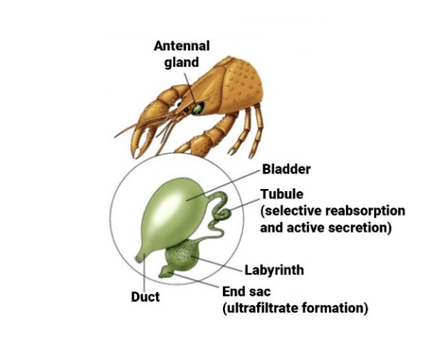 Learn Excretory System In Invertebrates in 2 minutes.