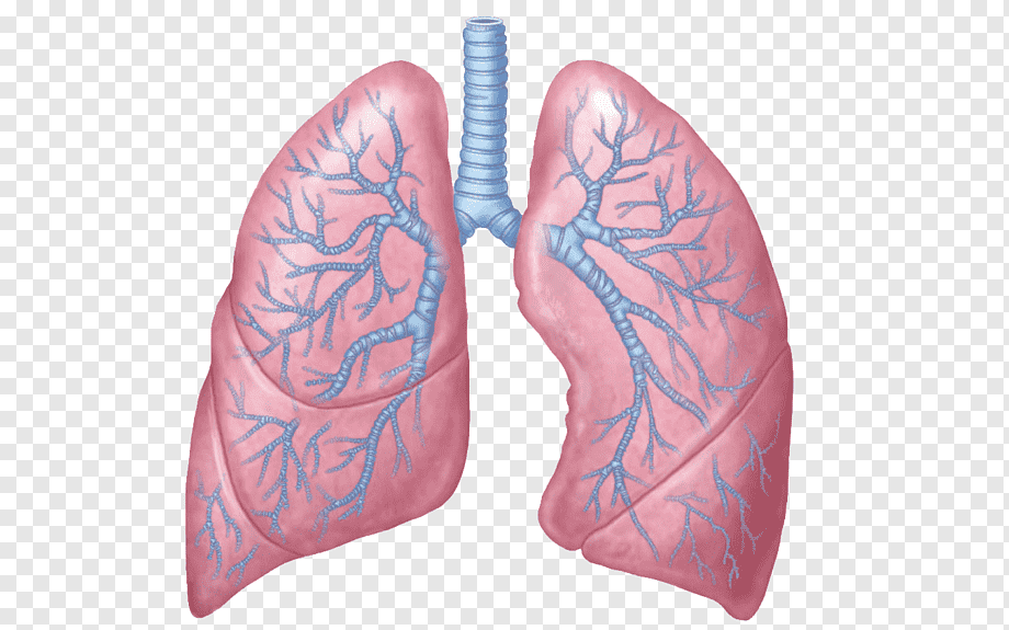 Lung Anatomy Respiratory system Respiration Human body, Personal Use, shoe, breathing, physiology png | PNGWing