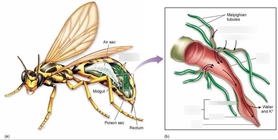Malpighian Tubules of Insects - Exam 2 Diagram | Quizlet