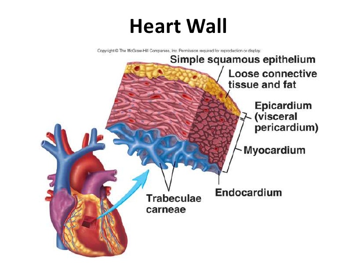 Myocardium Archives - Podiatrists, Foot & Ankle Care | Medical Conditions and Treatments Information