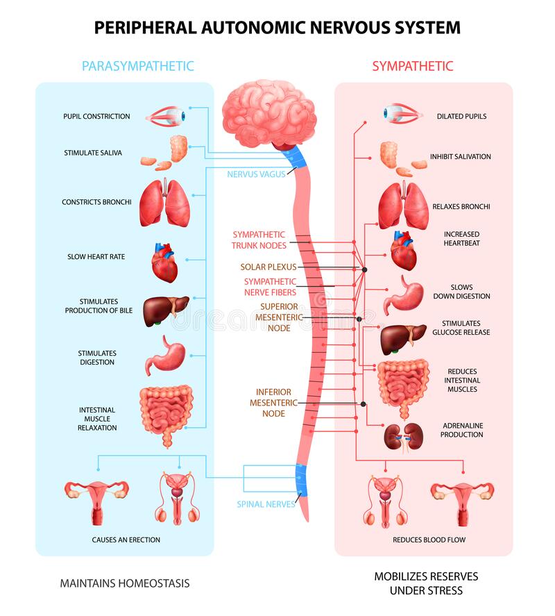 Nervous System Realistic Chart Stock Vector - Illustration of bladder, infochart: 179551587