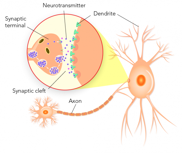 Neurons: The Building Blocks of Your Brain | Let's Talk Science