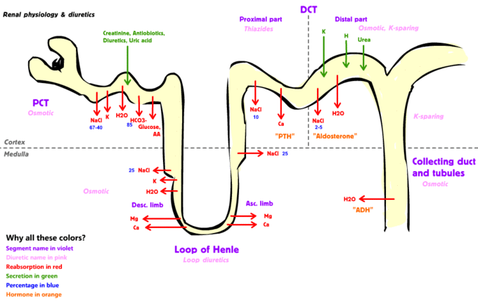 Physiology of the Kidneys | Boundless Anatomy and Physiology