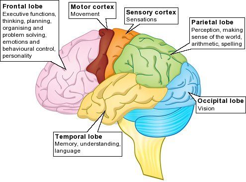 Pin on brain