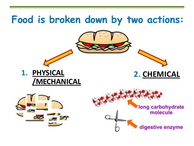 Pin on Chapter 25: The Digestive System