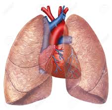 Preparation For Chemo – Part 2 | Paul's Heart