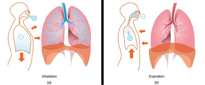 pressure in lungs All products are discounted, Cheaper Than Retail Price,  Free Delivery &amp; Returns OFF 68%