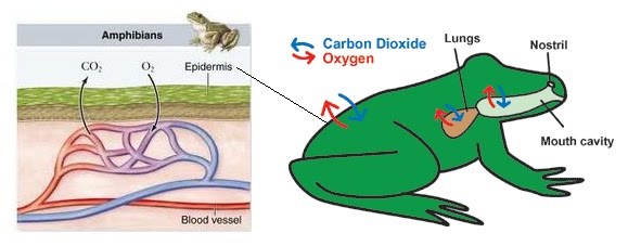 Reptiles Gas Exchange
