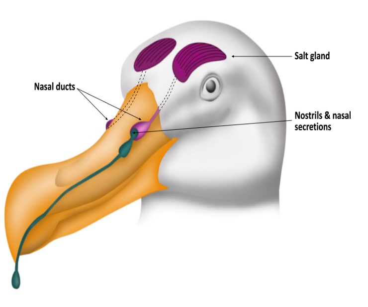 Seabirds, salt water and the Supraorbital Gland | Far South Exp