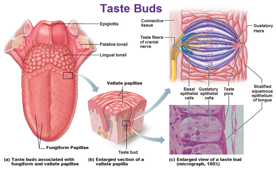 Sensory Organ - Tongue (taste) - SSDS SCIENCE2014/5775