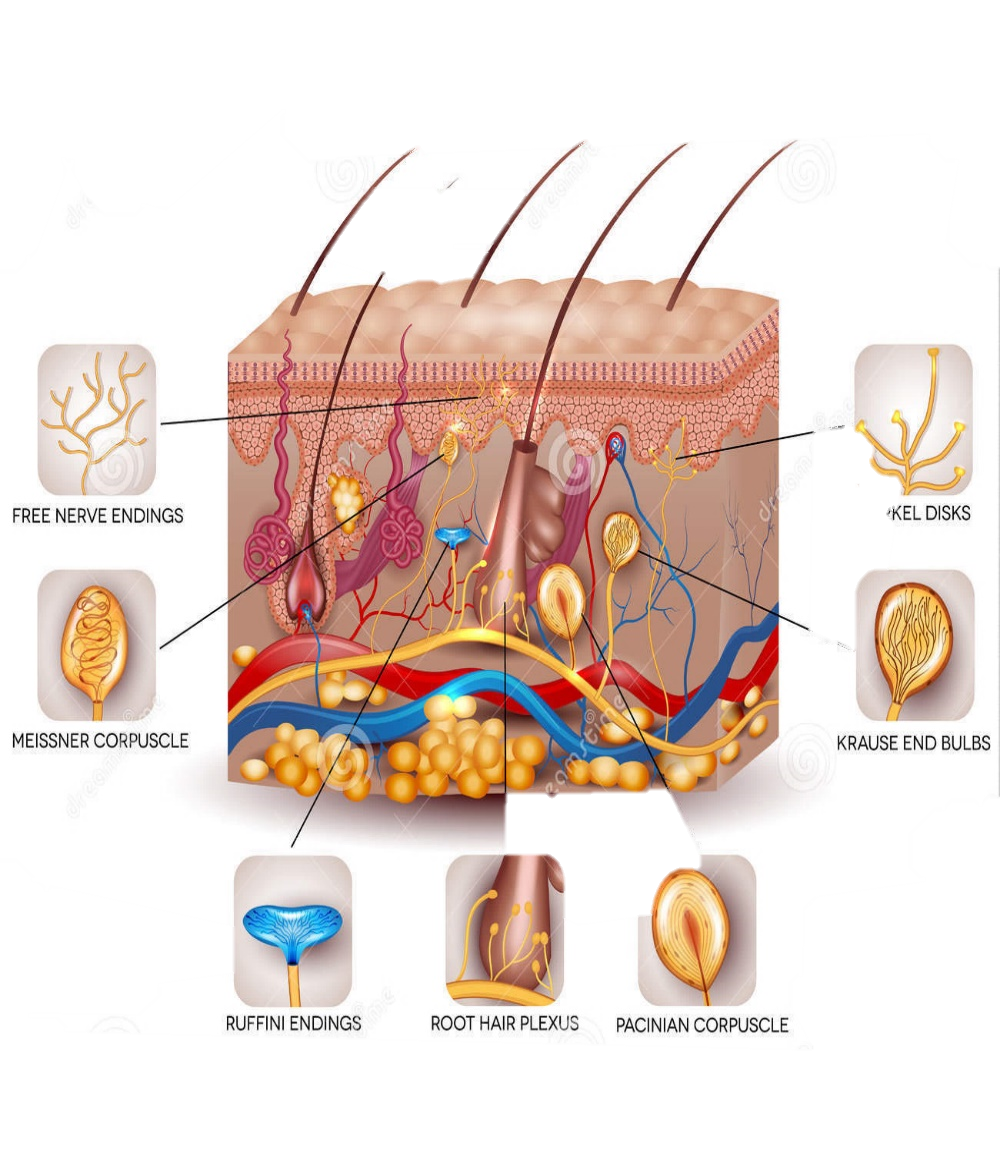 Sensory Receptors Human Skin Stock Illustrations – 35 Sensory Receptors  Human Skin Stock Illustrations, Vectors & Clipart - Dreamstime
