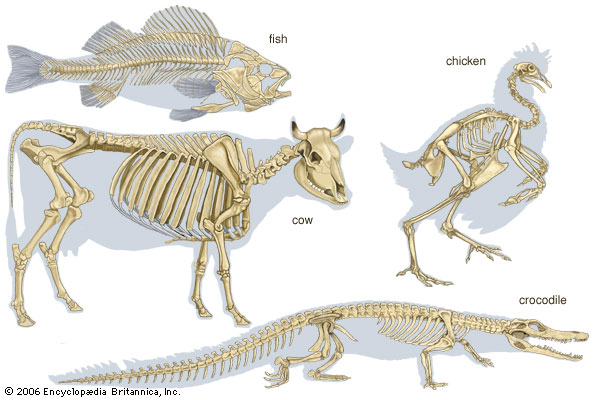 Skeleton | Britannica