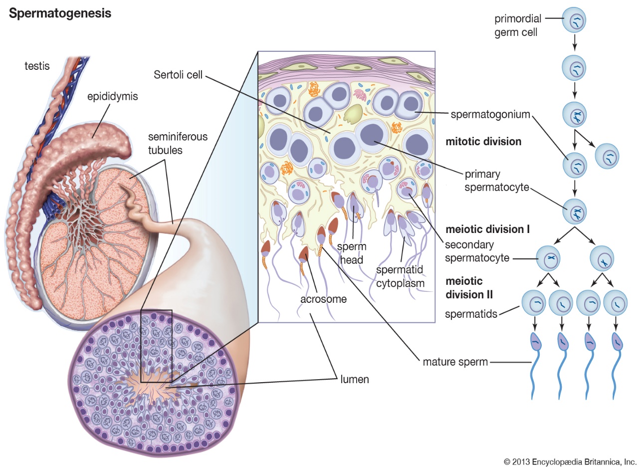 spermatogenesis | Description & Process | Britannica
