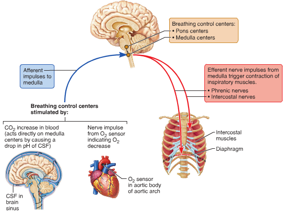 Teaching of ANATOMY copy1 by kstofferan1 on emaze