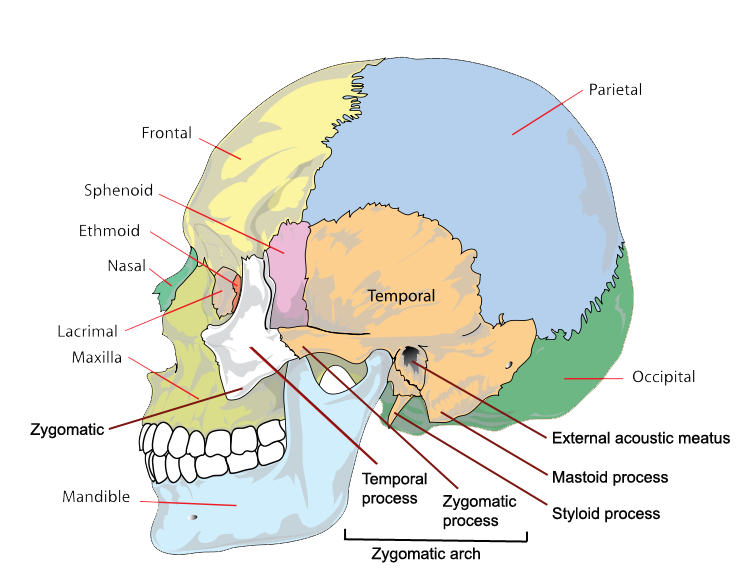 The Bones of the Skull | Human Anatomy and Physiology Lab (BSB 141)