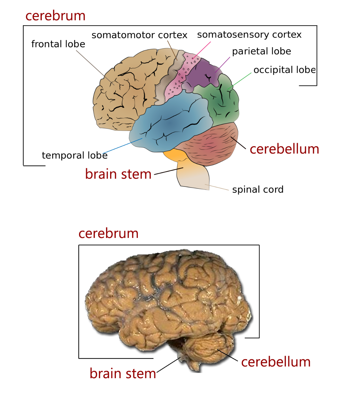 The four major regions of the brain | Human Anatomy and Physiology Lab (BSB 141)