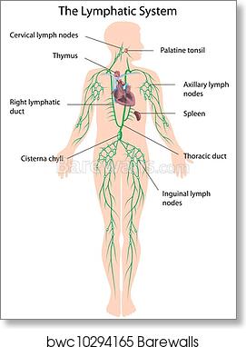 The lymphatic system labeled, eps10, Art Print | Barewalls Posters & Prints | bwc10294165