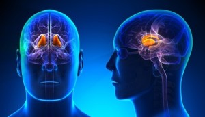The Thalamus as a Biomarker in Neurodegenerative Disorders - AnalyzeDirect