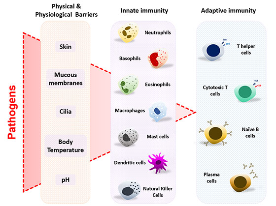 Tools to study adaptive and innate immune response - Enzo Life Sciences