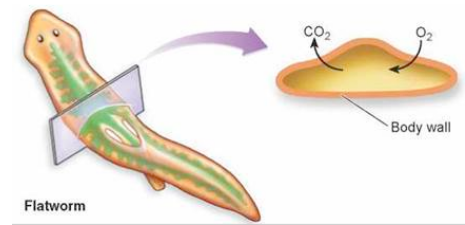 Unit 5-3: Phylum Platyhelminthes – Webquest Notes – The Biology Classroom