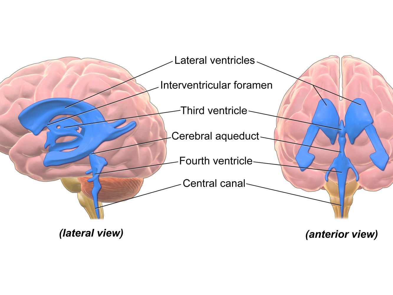 Ventricular System of the Brain