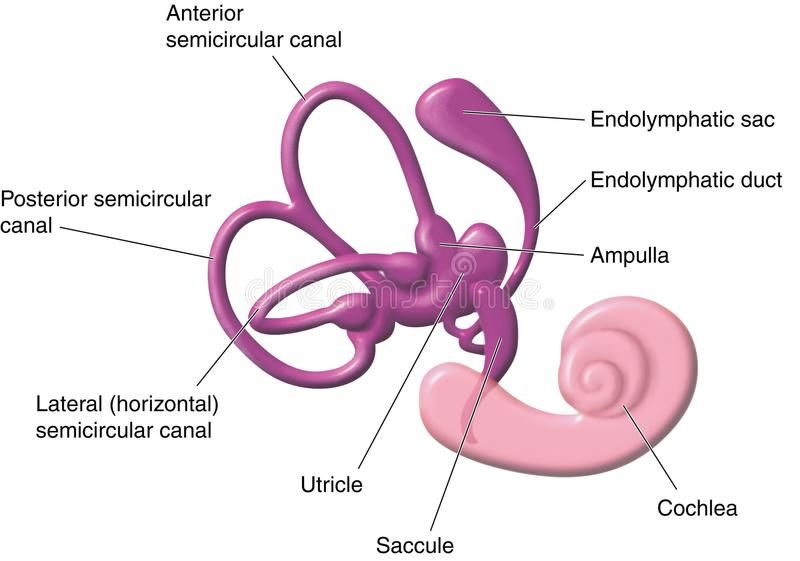 Vestibular apparatus of the ear. The semicircular canals, vestibule and  cochlea #Sponsored , #PAID, #ear, #semicircular, #… | Stock photography  free, Human ear, Ear