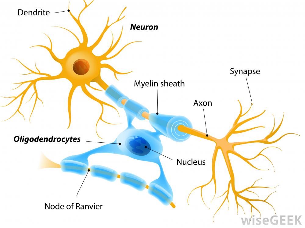 What are Ganglion Cells? (with pictures)