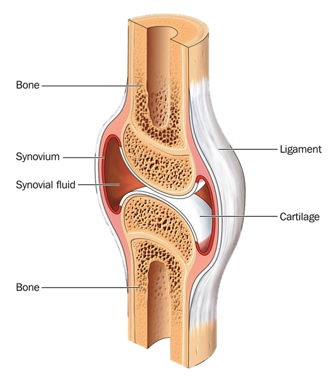 What is Cartilage?