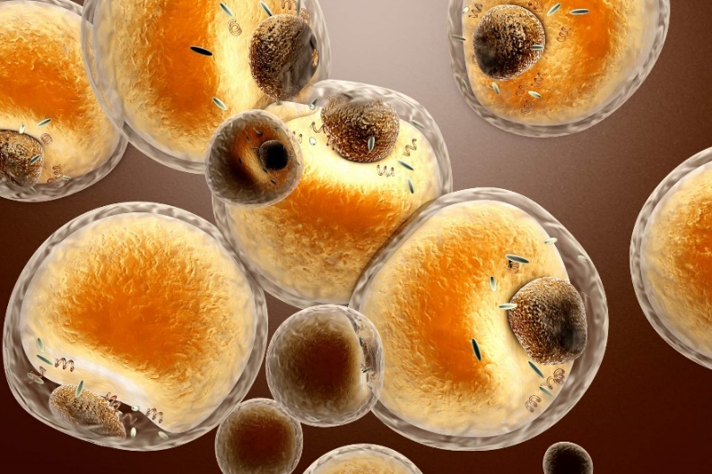 When you lose weight, your fat cells don't just let go of fat